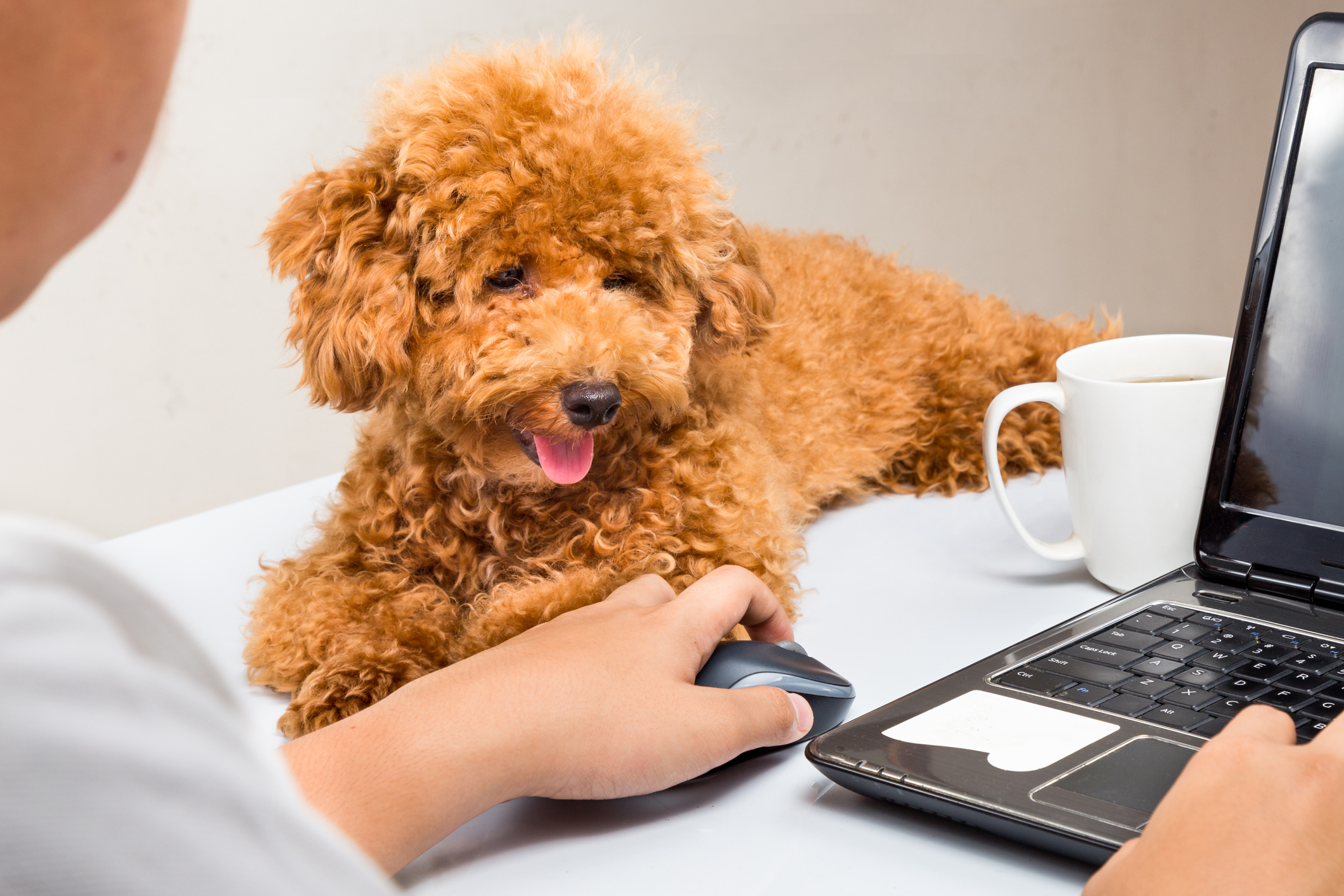 Office Dogs Can Lower Stress & Bond Employees Office Dogs Can Lower Stress & Bond Employees