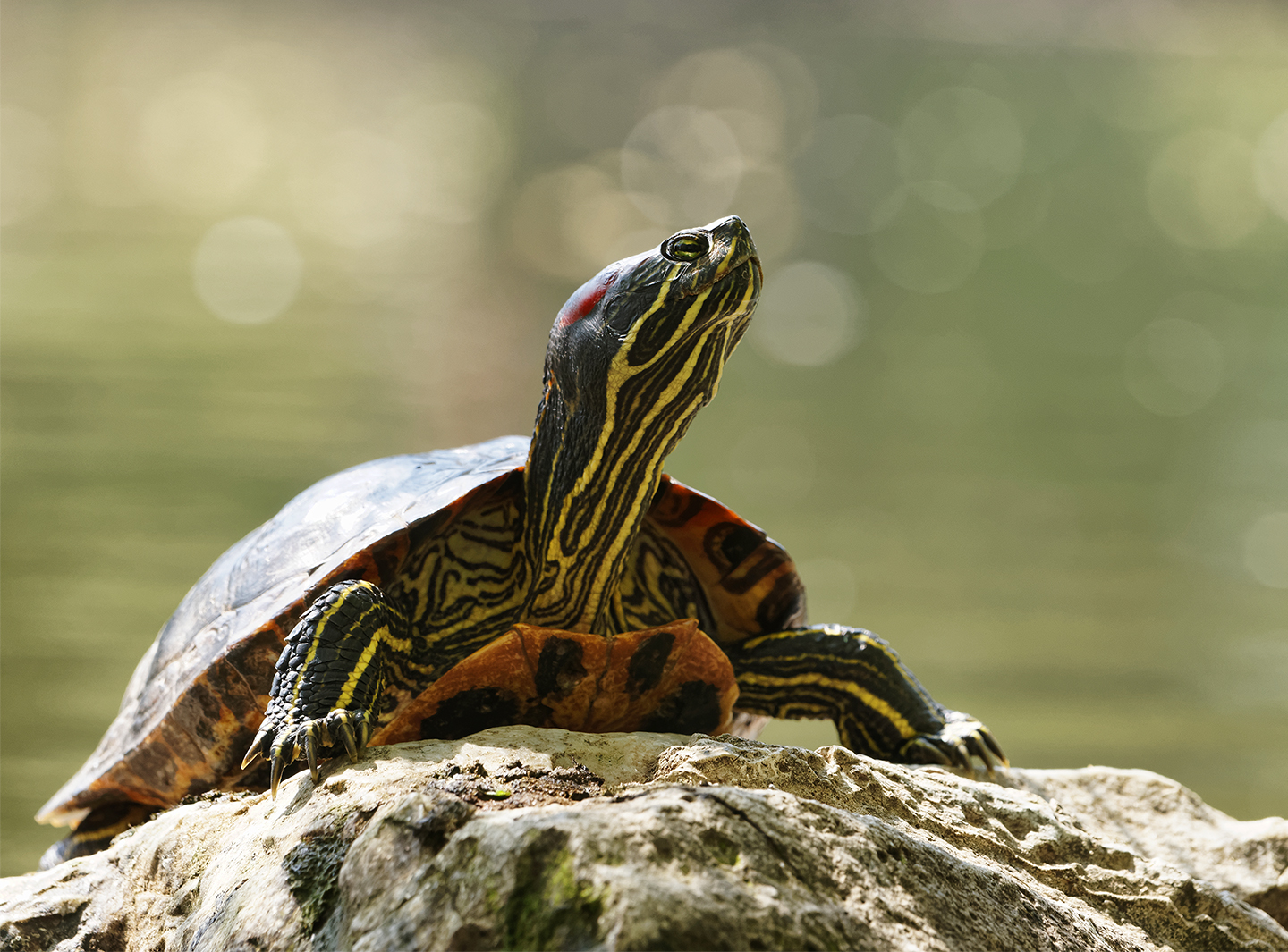 Rescue Spotlight: Friends of Scales Reptile Rescue Rescue Spotlight: Friends of Scales Reptile Rescue